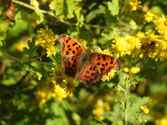 Polygonia c-aureum