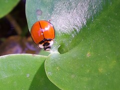 Coelophora biplagiata