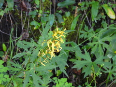 Ligularia przewalskii