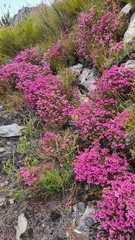 Erica cubica
