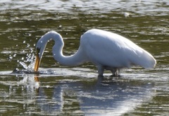 Ardea alba