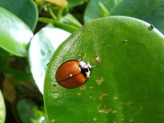 Coelophora biplagiata