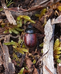 Corynophyllus fortnumi