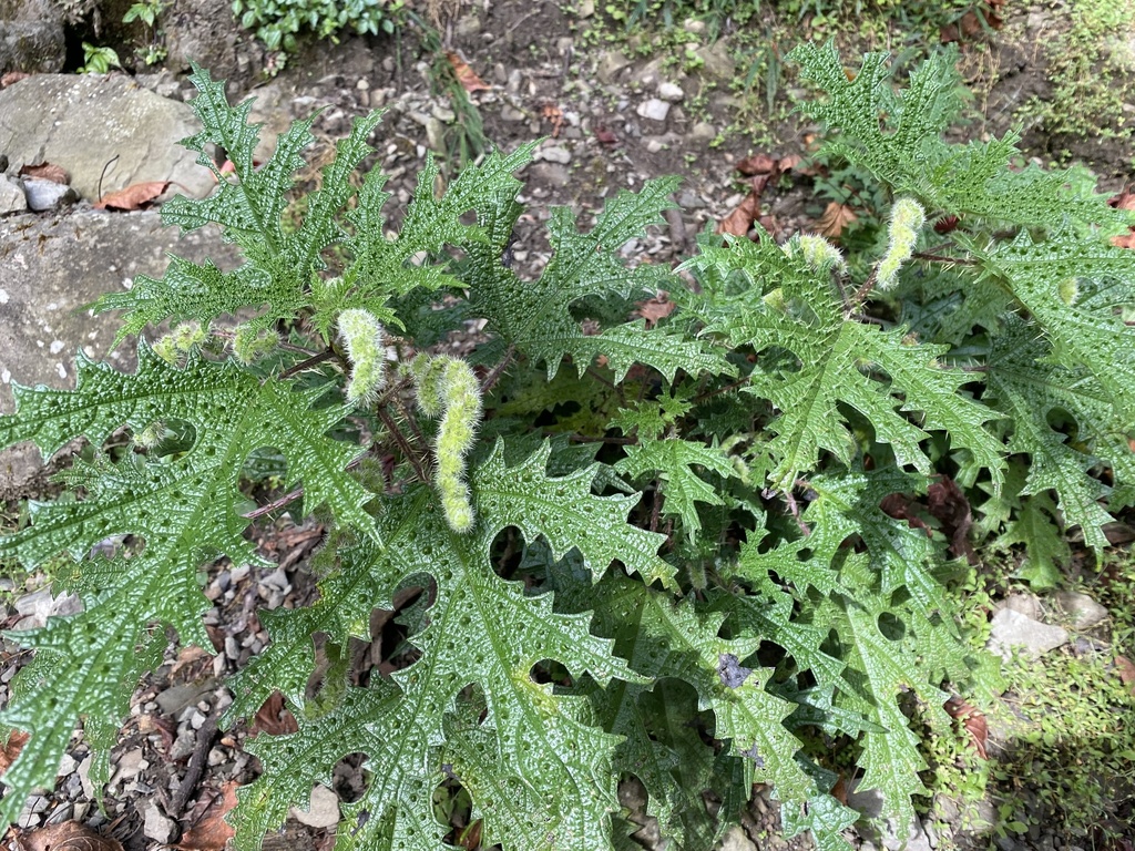Girardinia diversifolia (Girardinia diversifolia)
