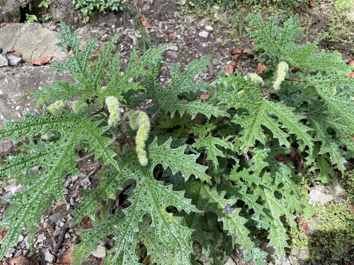 Girardinia diversifolia (Link) Friis