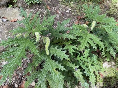 Girardinia diversifolia