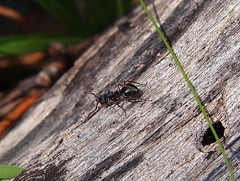Dolichoderus scabridus