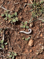 Ommatoiulus rutilans