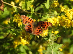 Polygonia c-aureum