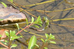 Anax guttatus