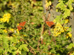 Polygonia c-aureum