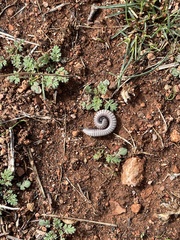 Ommatoiulus rutilans