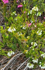 Erica cubica