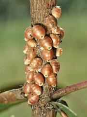 Eriococcus coriaceus