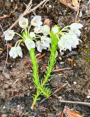 Erica cubica