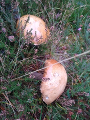 Leccinum versipelle