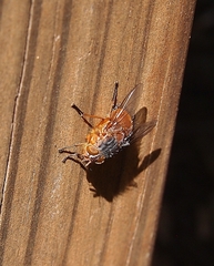 Calliphora nigrithorax
