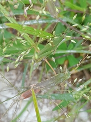 Atractomorpha lata