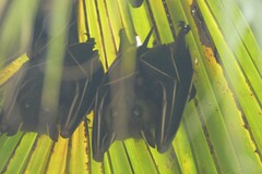 Cynopterus sphinx