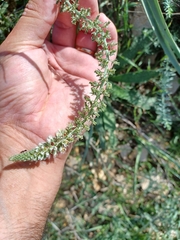 Reseda alba