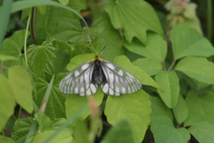 Parnassius glacialis