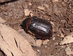 Heteronychus arator