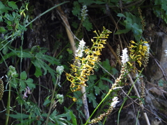 Ligularia przewalskii