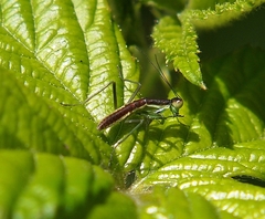 Orthodera ministralis