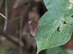 Elymnias hypermnestra beatrice