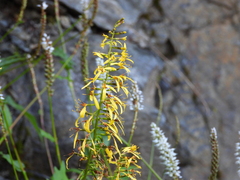 Ligularia przewalskii