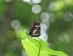 Hypolimnas bolina bolina