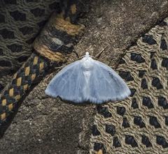 Lomographa vestaliata