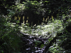 Ligularia przewalskii