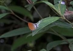 Eooxylides tharis distanti