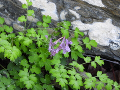 Corydalis