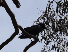 Corvus mellori