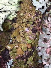 Melanohalea exasperata