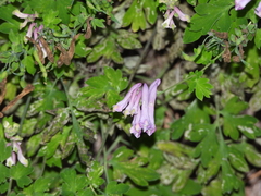Corydalis