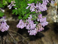 Corydalis