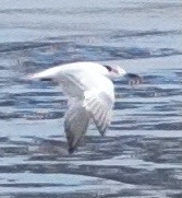 Gelochelidon nilotica