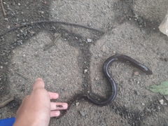 Monopterus javanensis