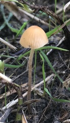 Pholiotina rugosa