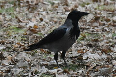 Corvus cornix