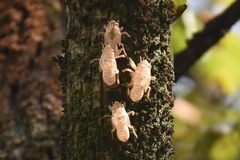 Cicada orni