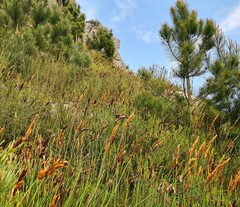 Elegia thyrsoidea