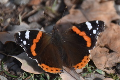 Vanessa atalanta