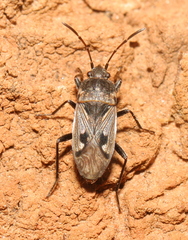 Caprochromus moerens