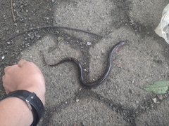 Monopterus javanensis