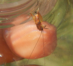 Trigonidium cicindeloides