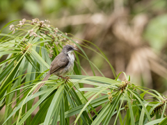 Prinia